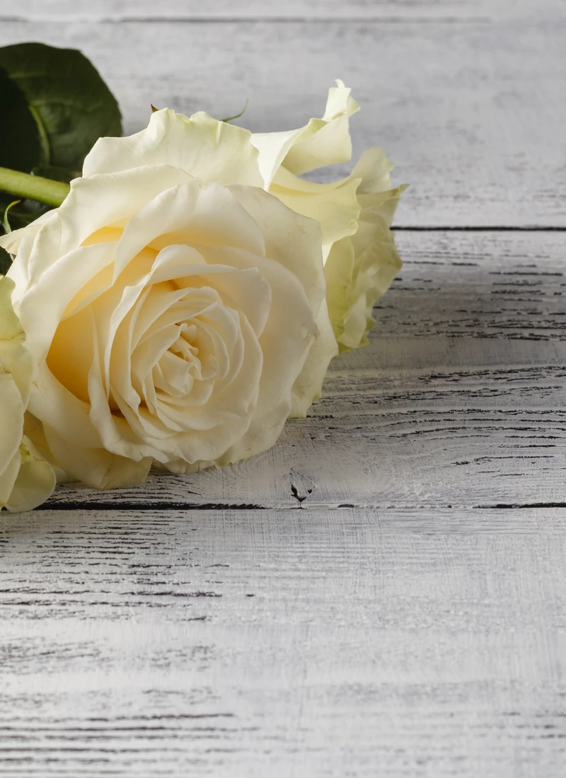 Detalle de una rosa blanca como símbolo de homenaje